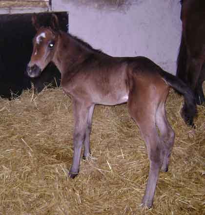2009 brown colt by Final Appearance x Dominet Hope by Primo Dominie