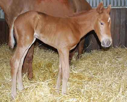 2009 filly foal by Dubai Destination x Violettas Ginger by Giant's Causeway
