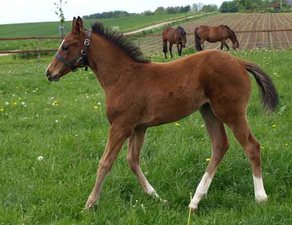 2009 colt, Hudson, by Final Appearance x Park Lane by Quilted