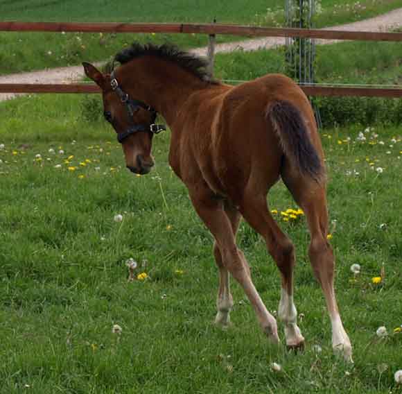 2009 colt, Hudson, by Final Appearance x Park Lane by Quilted