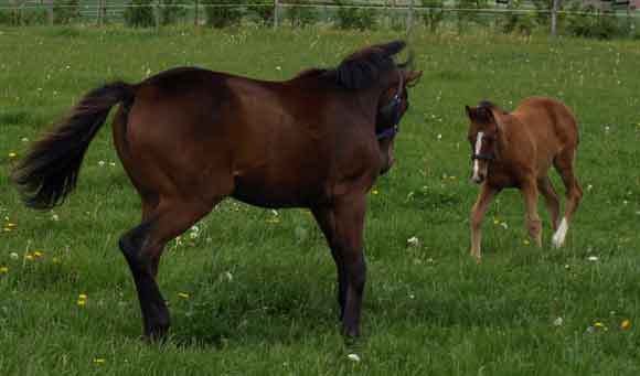 Yearling filly Park Dancer (born 2008, by Final Appearance x Park Lane by Quilted) & full sibling colt foal Hudson