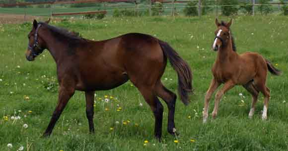 Yearling filly Park Dancer (born 2008, by Final Appearance x Park Lane by Quilted) & full sibling colt foal Hudson