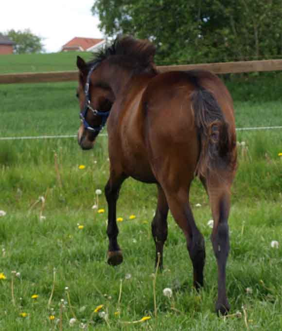 Park Dancer (born 2008 by Final Appearance x Park Lane by Quilted) 22 may 2009