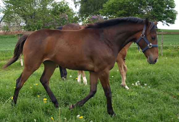 Park Dancer (born 2008 by Final Appearance x Park Lane by Quilted) 22 may 2009