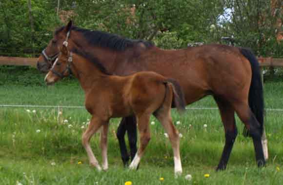 2009 colt Hudson by Final Appearance with his dam Park Lane by Quilted