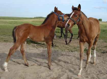 2 colt foals born 2009 by Final Appearance. Left: Unnamed x Satanic Right: Hudson
