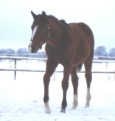 Hudson, born 2008 by Final Appearance (Sadler's Wells) x Park Lane by Quilted (Patch)