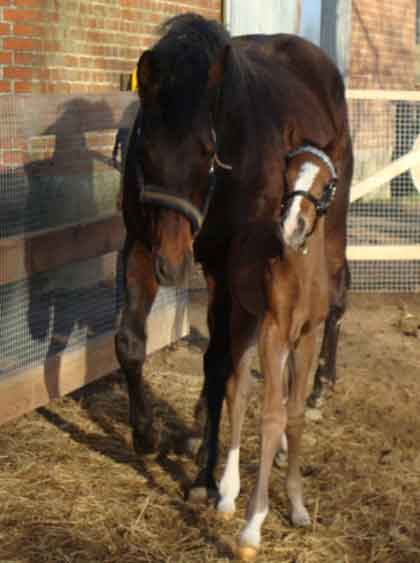 2009 colt born March 17 by Final Appearance x Park Lane