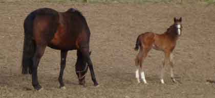 colt foal born March 17 by Final Appearance x Park Lane by Quilted