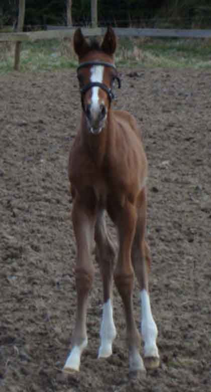 colt foal born March 17 by Final Appearance x Park Lane by Quilted