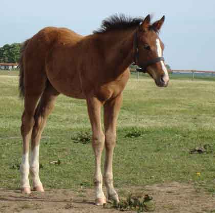 Hudson, colt born 2009, by Final Appearance x Park Lane by Quilted