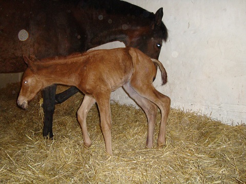 filly foal born 20100313 by Cajun Cadet x Park Lane by Quilted