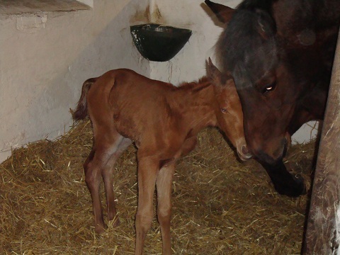 filly foal born 20100313 by Cajun Cadet x Park Lane by Quilted