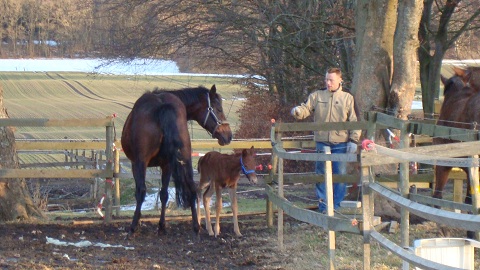36 hour old filly foal by Cajun Cadet, with dam Park Lane