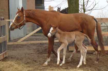 chestnut filly foal born march 13 by Iceman x Red Duchess by Halling
