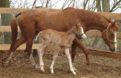 chestnut filly foal born march 13 by Iceman x Red Duchess by Halling