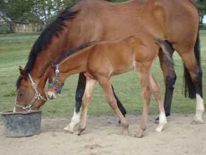 colt foal born 2009, with dam, by Final Appearance x Satanic by Botanic