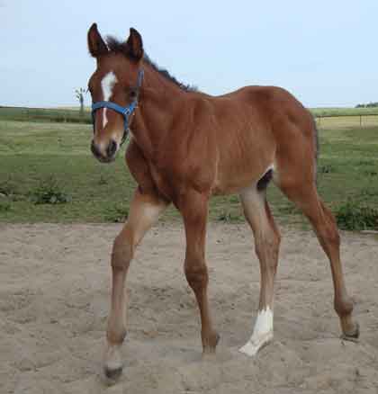colt foal born 2009 by Final Appearance x Satanic by Botanic