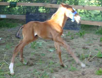 colt foal born 2009 by Final Appearance x Satanic by Botanic