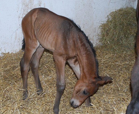 Colt foal born March 18 2010 by Special Quest x Coolmore Rocks by Rock of Gibraltar