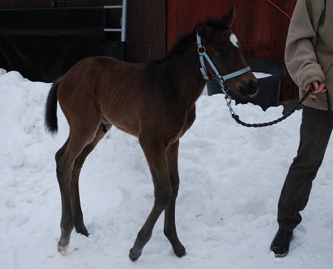 2010 by Simbad x Mayfair. Swedish bred but the worlds only offspring from Simbad(FR)