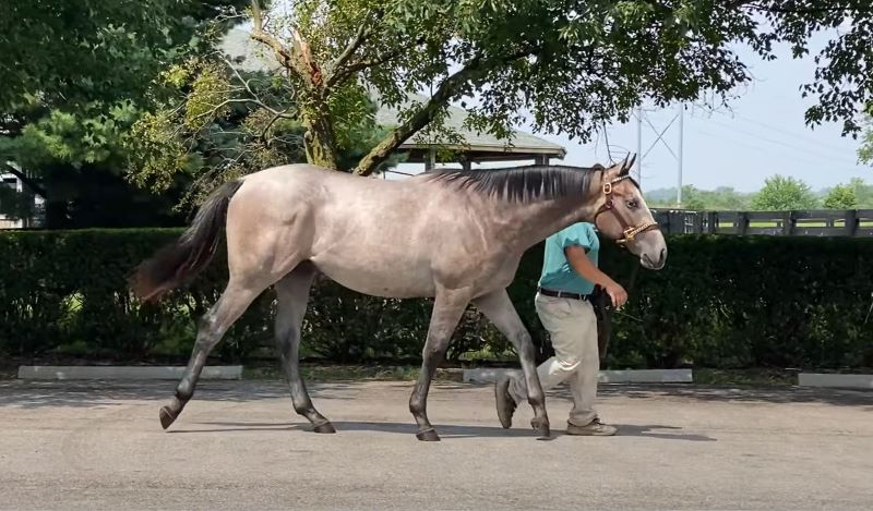 Summer of 2021 Olivier (2000 Colt by Tapi x Feathered). Photo: Summer Wind Farm