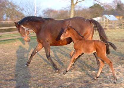 Relate (Distant Relative) with her 2009 colt foal by Lateral
