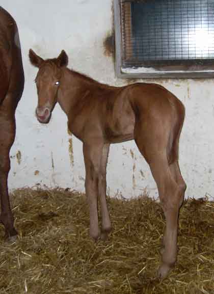 Colt born February 7 by Pastoral Pursuits x Honours Even by Highest Honor