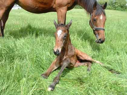 2009 colt foal by Academy Award x Tempi by Final Appearance