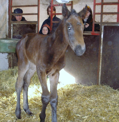 2010 filly foal by Academy Award x Lumen by Verglas