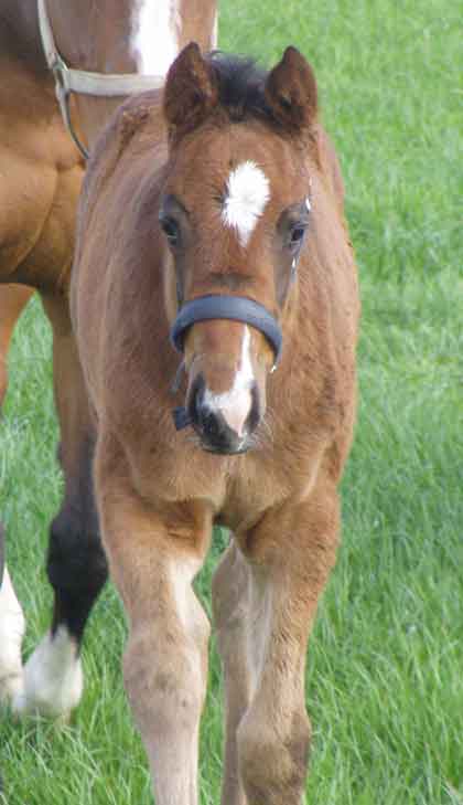 Park Dancer 2nd May ( born 20th March 2008)