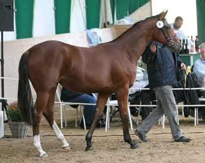 Satin, bay filly born 2007 by Informant x Satanic (Botanic) in the ring at York sept 2008