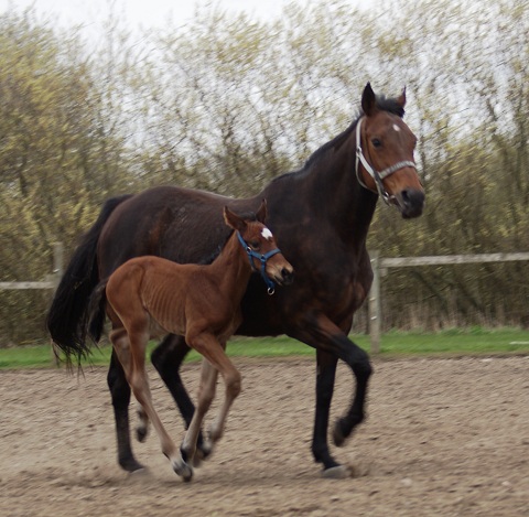 Areydha (Cadeaux Genereux) and her 2010 foal by Final Appearance (Sadler's Wells)