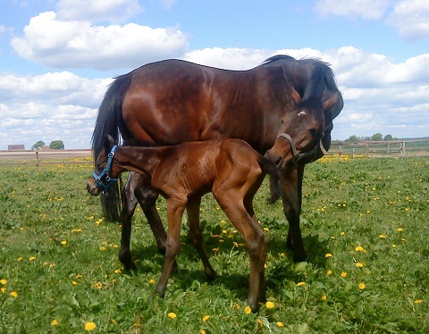 Filly foal born 20100527 by Academy Award x Chalet by Singspiel. 2 hours old